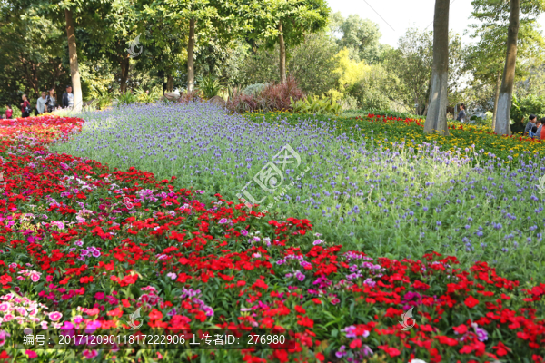 花圃