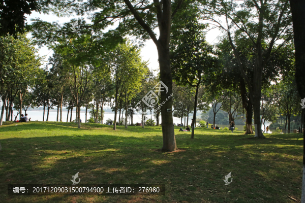 樹林