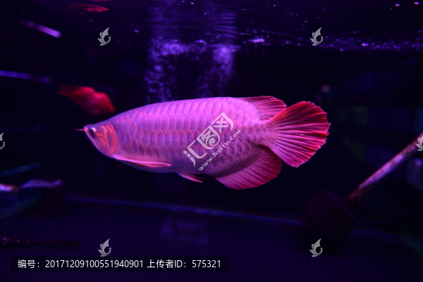 金龍魚