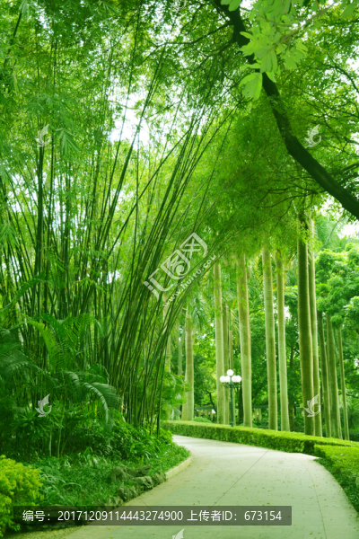 公園綠蔭路
