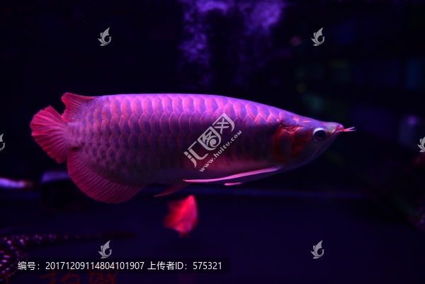 金龍魚