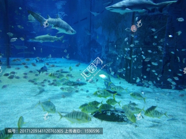 魚群
