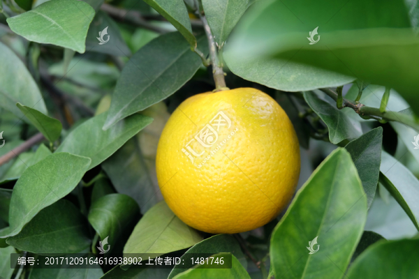 紅江橙