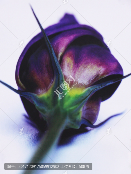 花蕾
