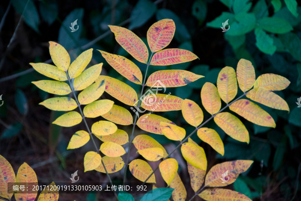 紅葉