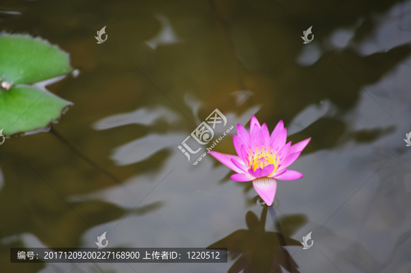 葉子