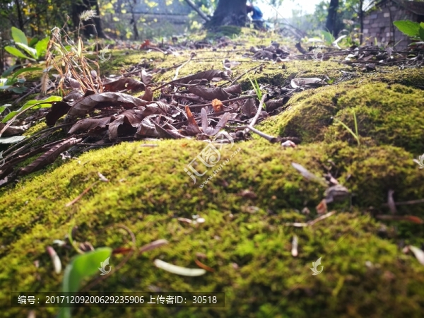樹根下的苔蘚