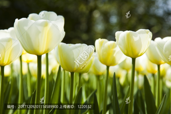 花園