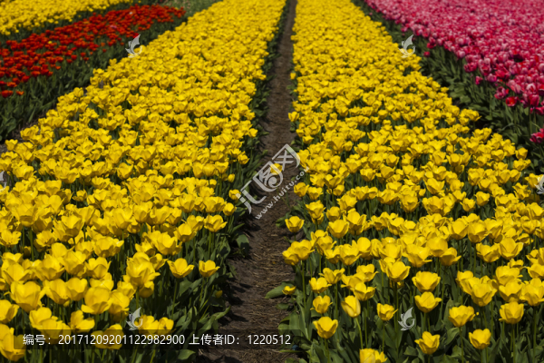 花園