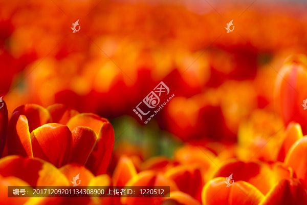 花園