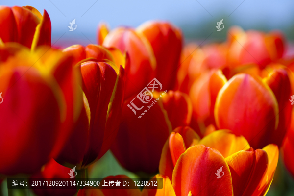 花園
