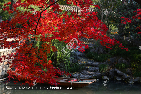 紅葉情結(jié)