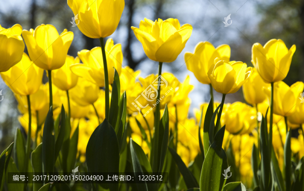 花園