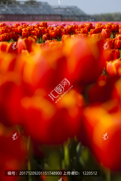 花園