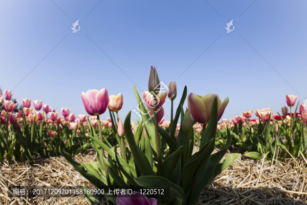花園