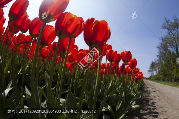 花園