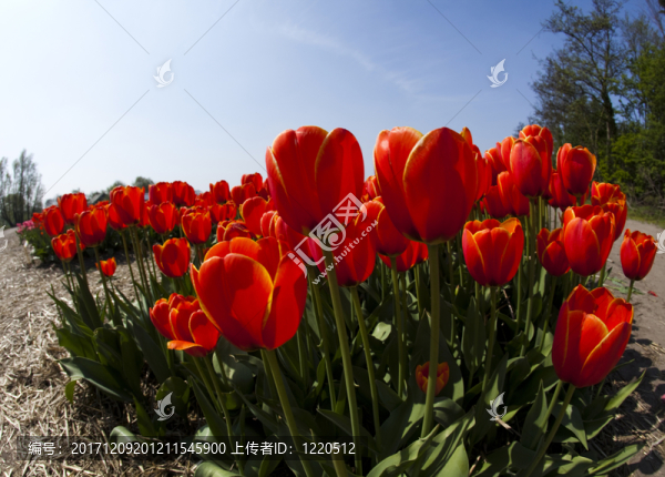 花園
