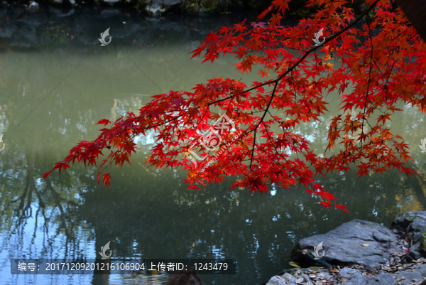 紅葉情結(jié)