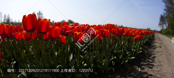 花園