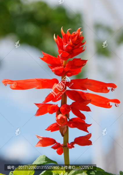花園