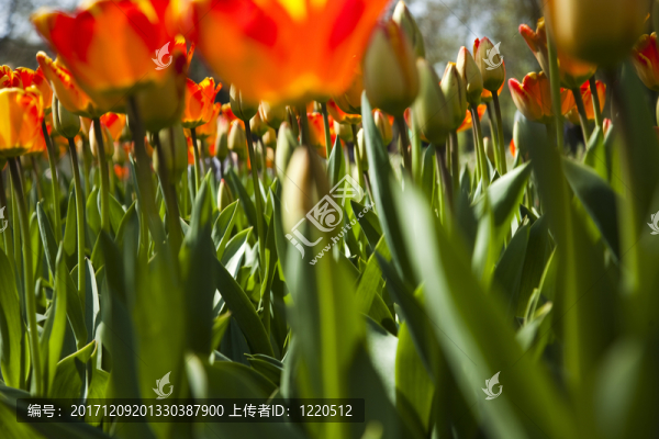 花園