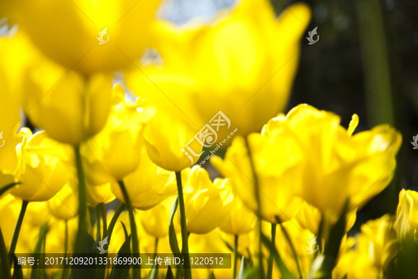 花園