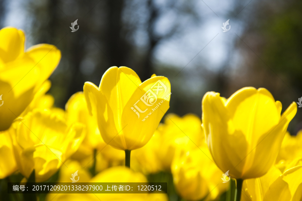 花園