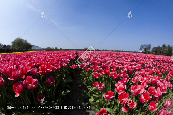 花園