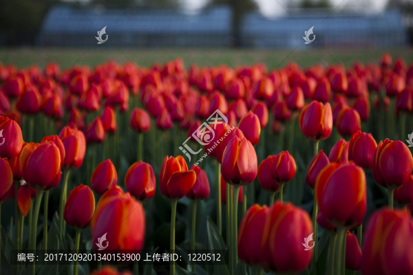 花園
