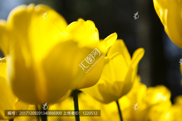 花園