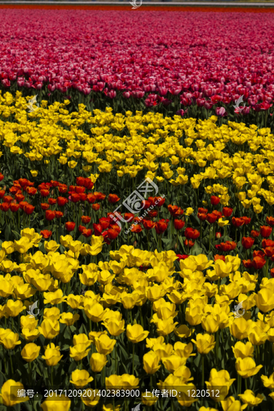 花園