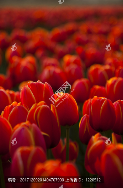 花園