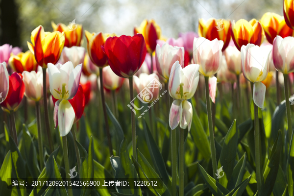 花園
