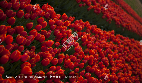 花園