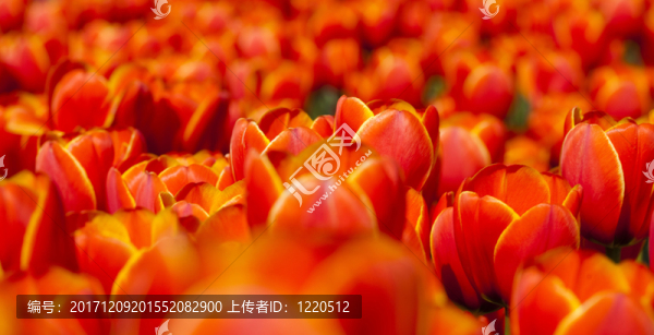 花園