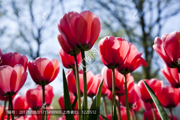 花園