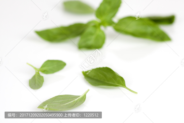 單個羅勒葉