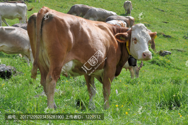 動(dòng)物