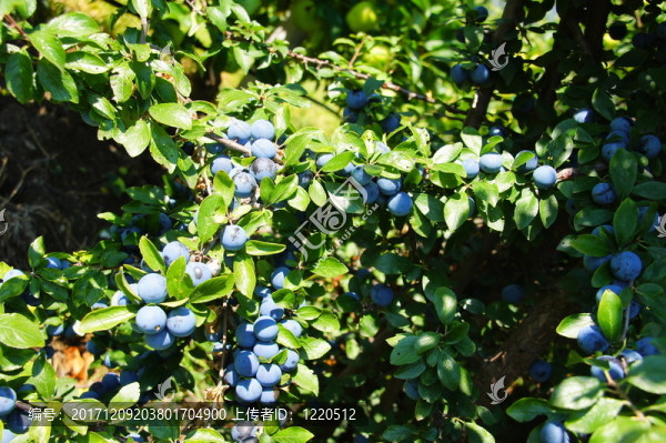 藍(lán)色
