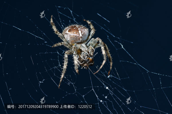 蜘蛛與獵物
