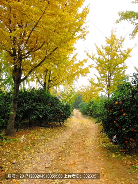 銀杏樹(shù)