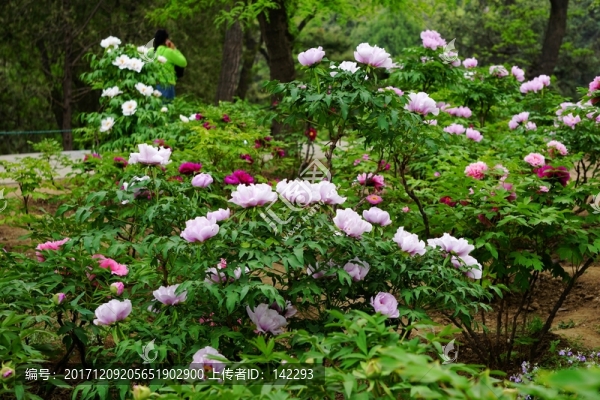 春色滿園