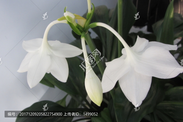 白玉簪花