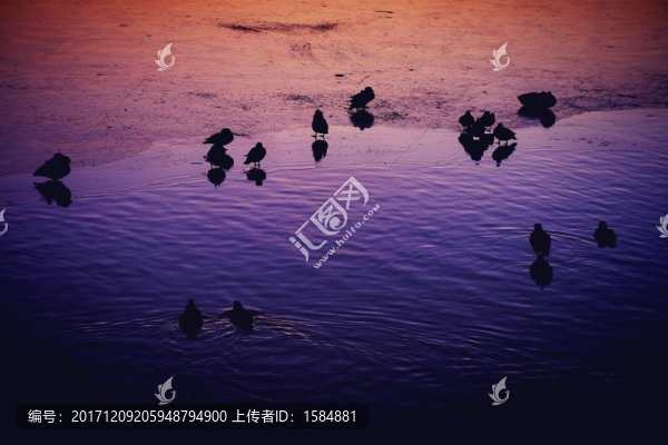 冬日野鴨