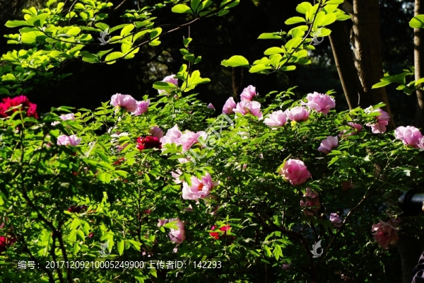 春色滿園