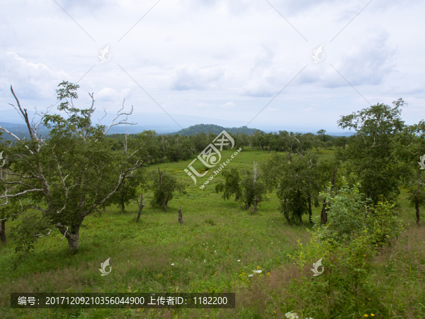 長白山岳樺林