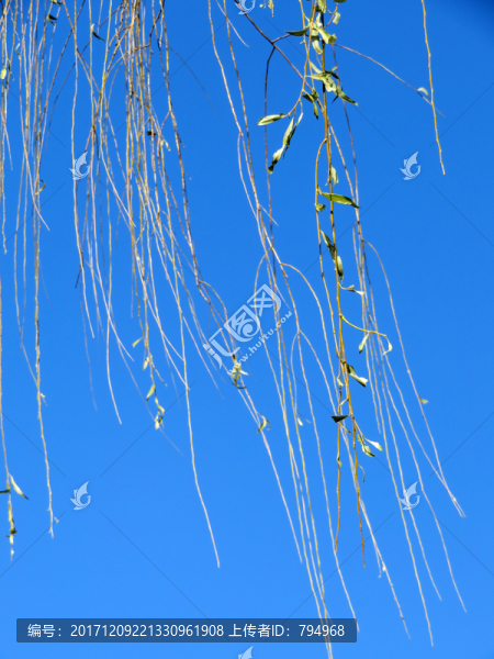 柳枝,柳樹枝