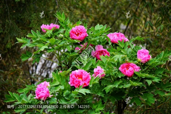 萬紫千紅