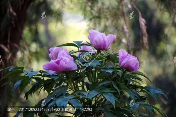 萬(wàn)紫千紅