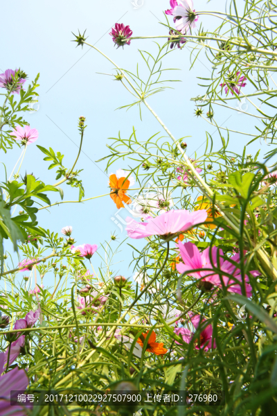 美麗格桑花